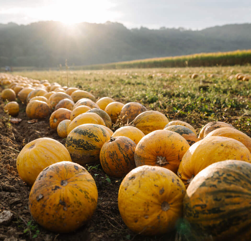 Pumpkins